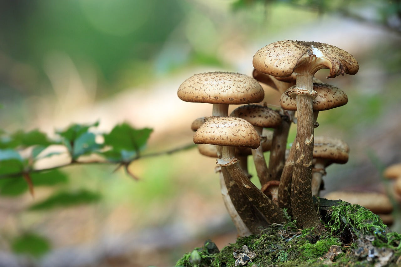 Group of Three dotty Turned Wooden Mushrooms 