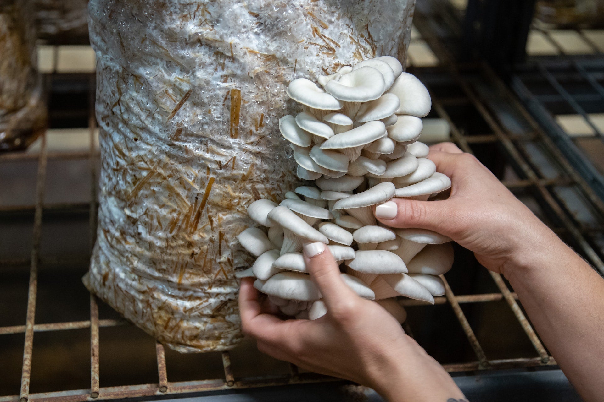 Mushroom Cultivation Success, Best Practices - Mycohaus – MycoHaus