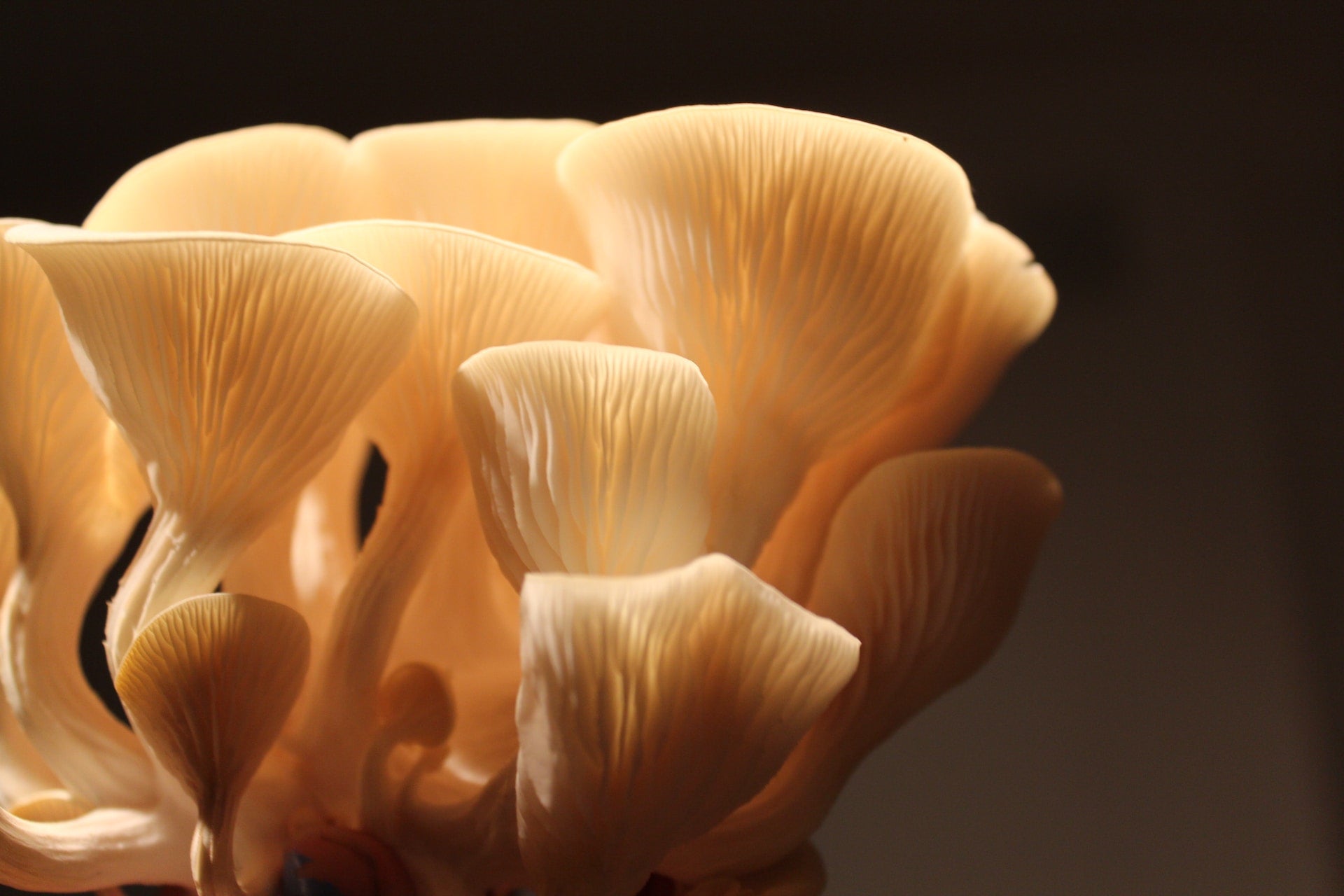 Why growing fungi at home is beginning to mushroom, Fungi