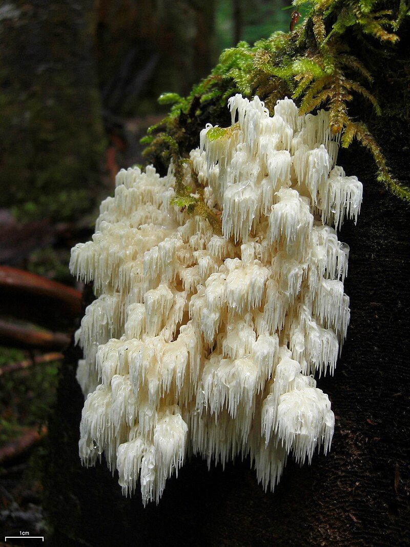 http://www.mycohaus.com/cdn/shop/files/800px-Hericium_abietis_109093.jpg?v=1695230037