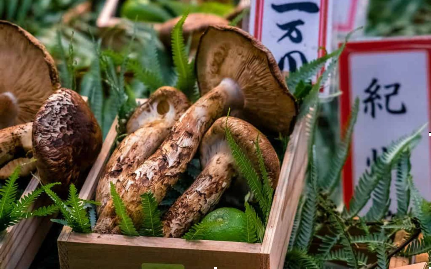 What Are the Hidden Benefits of Matsutake Mushrooms?