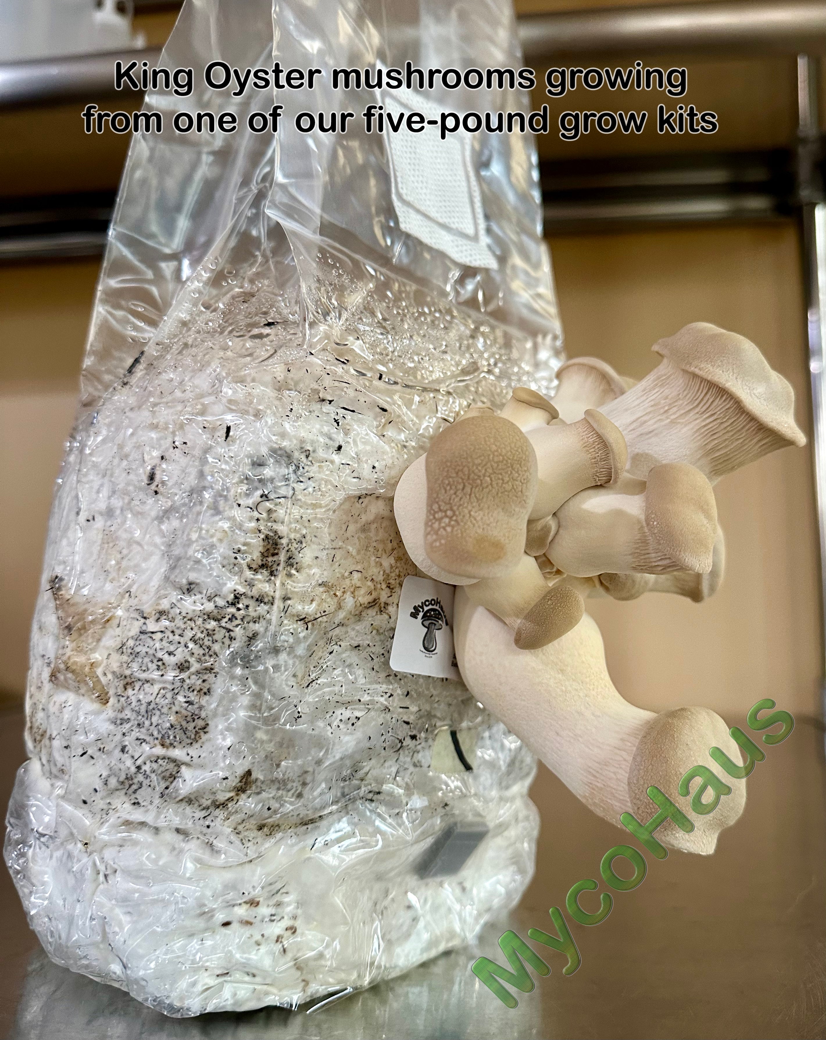 JHARKHAND Oyster mushroom bag, Packaging Size: 3 KG at Rs 100/bag in  Jamshedpur